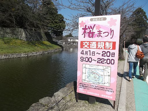 今日から彦根城桜まつり 彦根トピックス